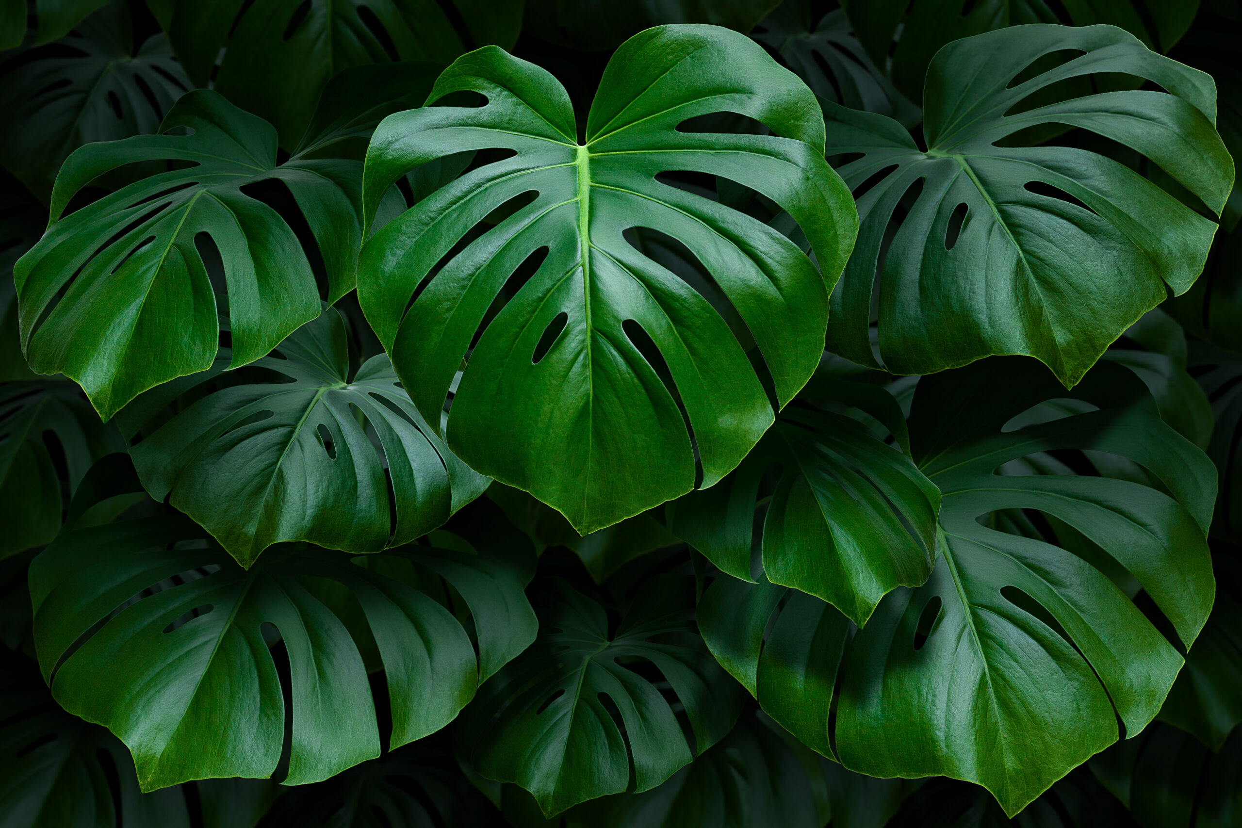 Large green monstera leaves on a dark background Roberto / stock.adobe.com