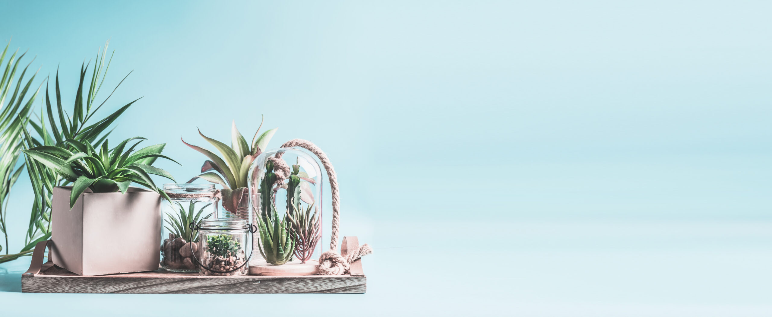 Home succulent garden. Green house plants in pots, glass terrarium and jars on table at pastel pink background. Various succulent and cactus plants in glass bowls. Modern indoor plants concept, banner VICUSCHKA / Stock.adobe.com