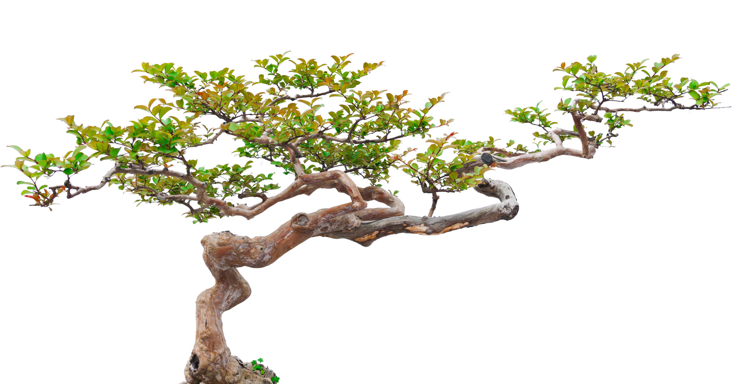 Bonsai pine tree against a white wall leeyiotung / stock.adobe.com